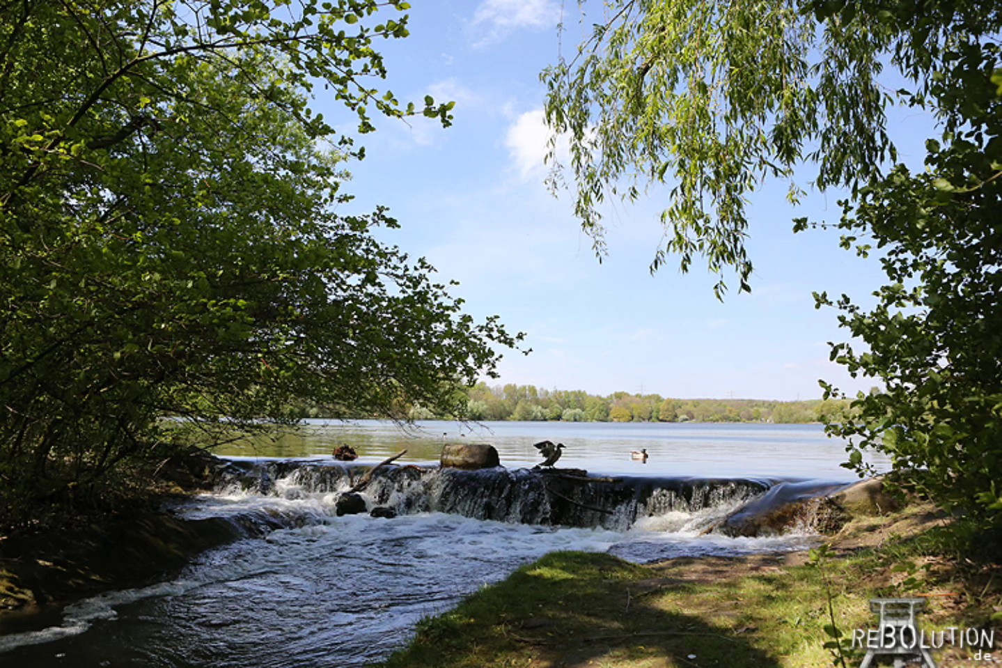Unser Ümmi ist für mich der schönste Teich, den wir in Bochum haben. Kemnader See ist auch toll, aber der Ümminger See ist gerade durch seine kompakte Größe ideal für eine Umrundung.
#rebolution #bochum #ümmi #ümmingersee #ümmingerseebochum